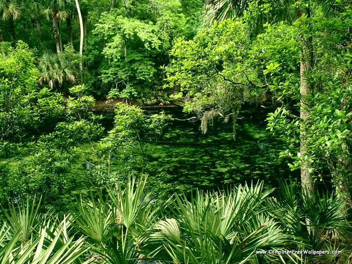 Wallpapers - Nature 10 - Blue_Spring_State_Park,_Florida - Very Beautiful Nature Scenes