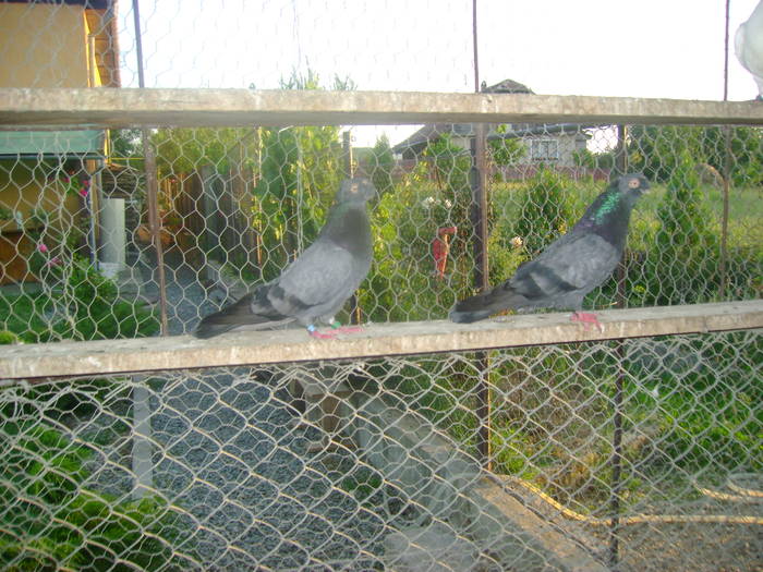 poze porumbei 06.06.2009 121