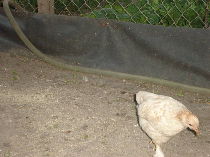 74