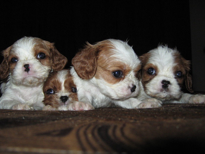 IMG_4237 - CAVALIER KING CHARLES SPANIEL