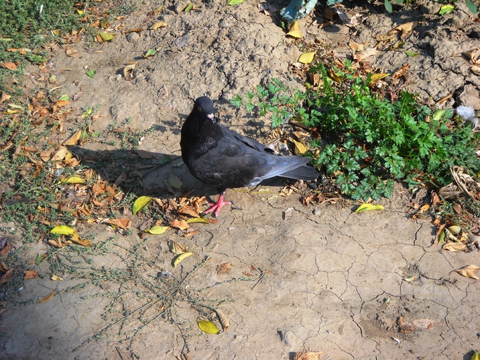 Picture 173 - chitzaila-porumbelul -meu