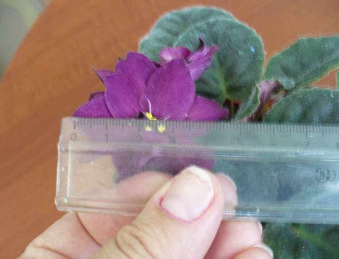 P1140252 - Saintpaulia - violete de camera