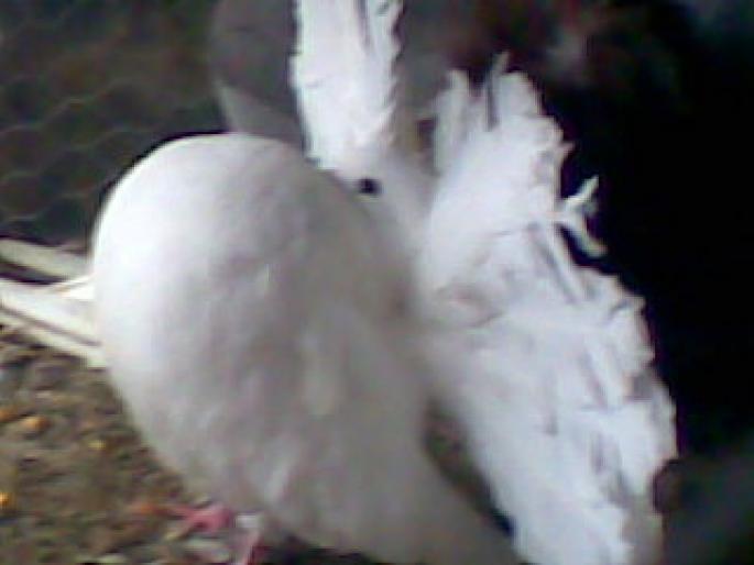 voltat; mascul tanar
