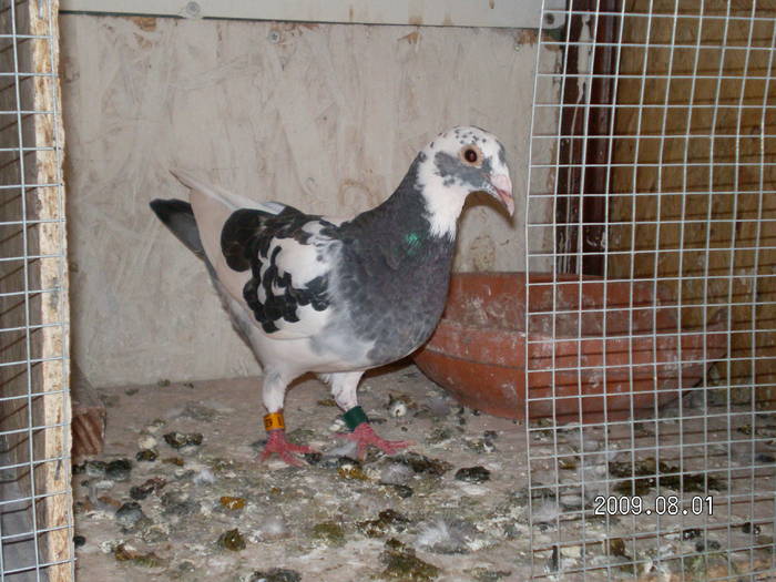 97 - pui porumbei 2009