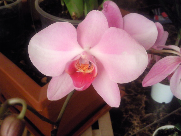 roz - orhidee