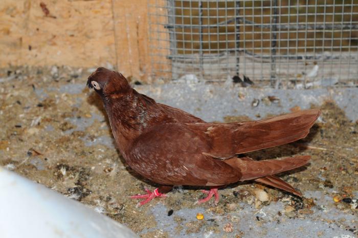 DSC_9895 - jucatori dublumotati calarasi 2008