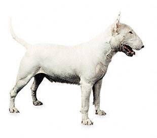 bull_terrier - Terriers