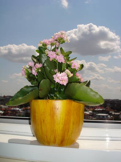KALANCHOE ROZ - FLORILE MELE