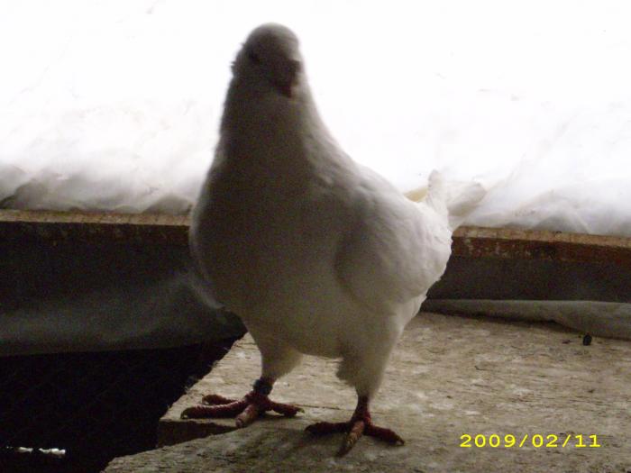 mascul 2008 - nastase