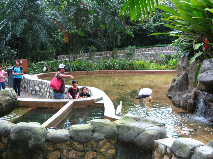 IMG_0283 - 2_1 - Kuala Lumpur Bird Park