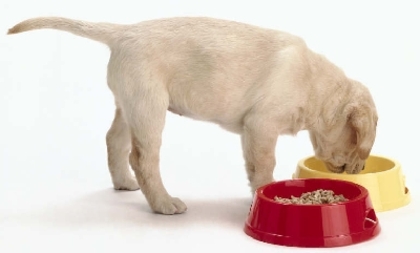 d02206110832caaca8f66b1b8ccc8df3 - CATELUSI