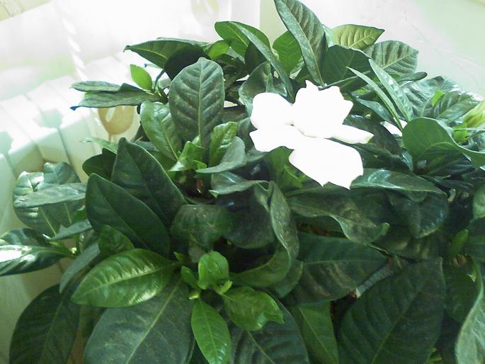 20080825_183616 - gardenia