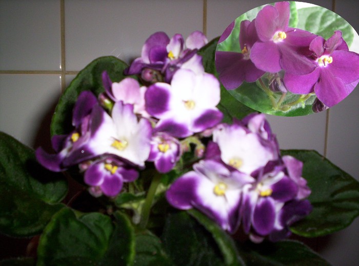 violete saintpaulia lonantha-hibrid (2007-2009) - violete