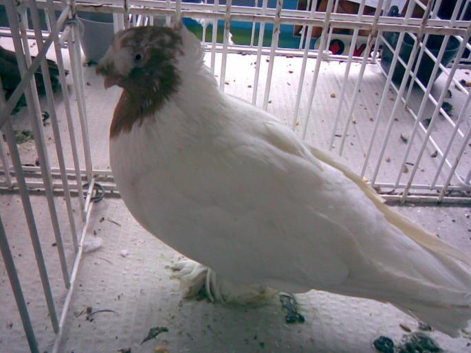 botosani galb griz 1