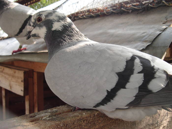 69 - E Porumbei Voiajor Standard Vechi