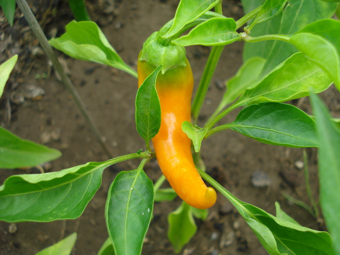 Bulgarian Carrot Pepper (2009, Aug.04) - Bulgarian Carrot Chili Pepper