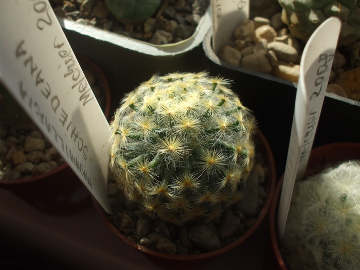 Mammillaria schiedeana - cactusi infloriti