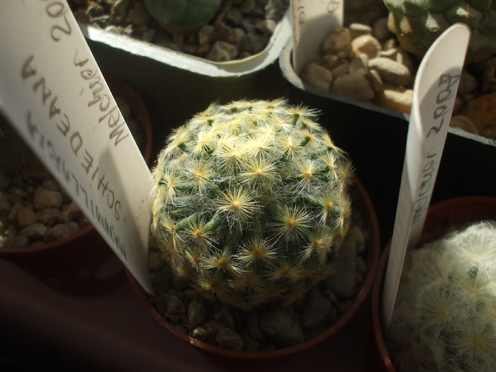 Mammillaria schiedeana