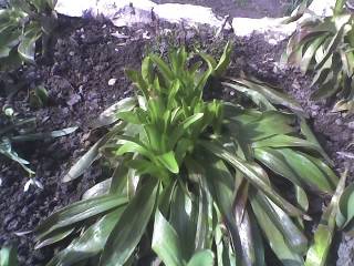 CRINI - GRADINA 2009