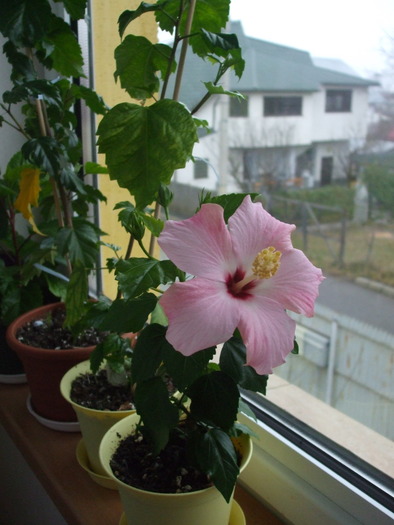 DSCF6395 - hibiscusi