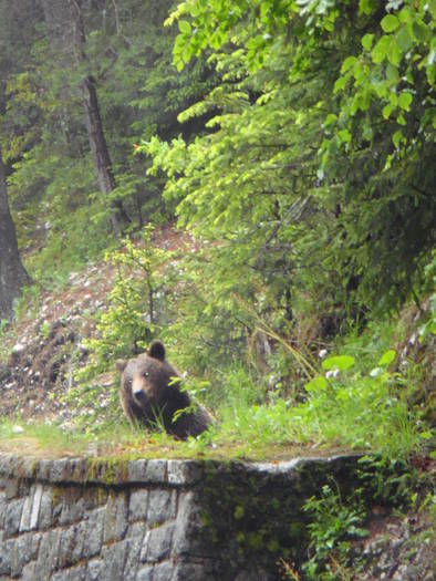 035 - Sinaia mai 2009