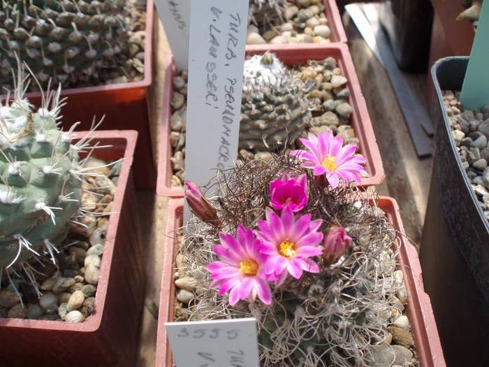 Turbinicapus pseudomacrochele v lausseri