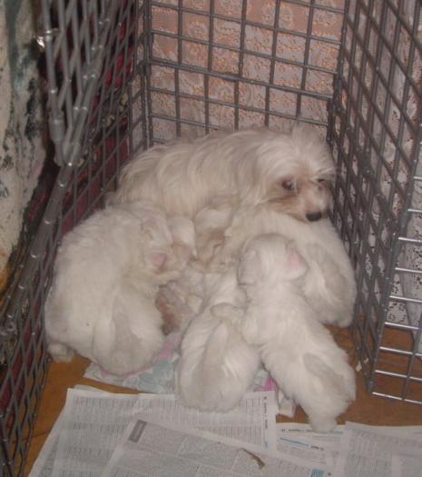 Bichon Maltese - Bichon Maltese