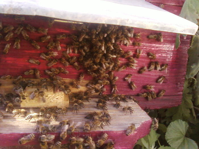 Fotografii-0042 - apicultura