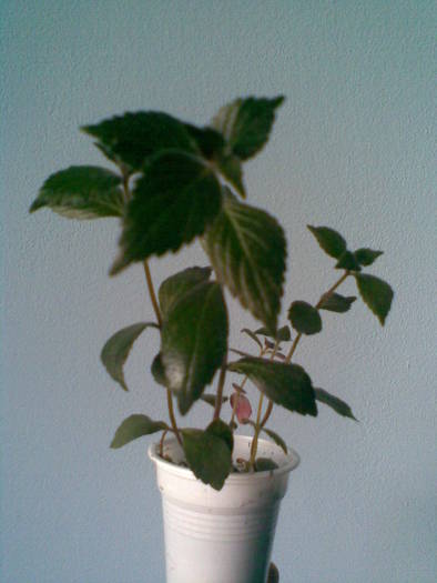 Imag463 - FLORI -2009