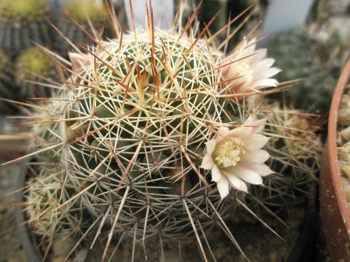 Dolichothele  - CACTUSI - ANUL 2008