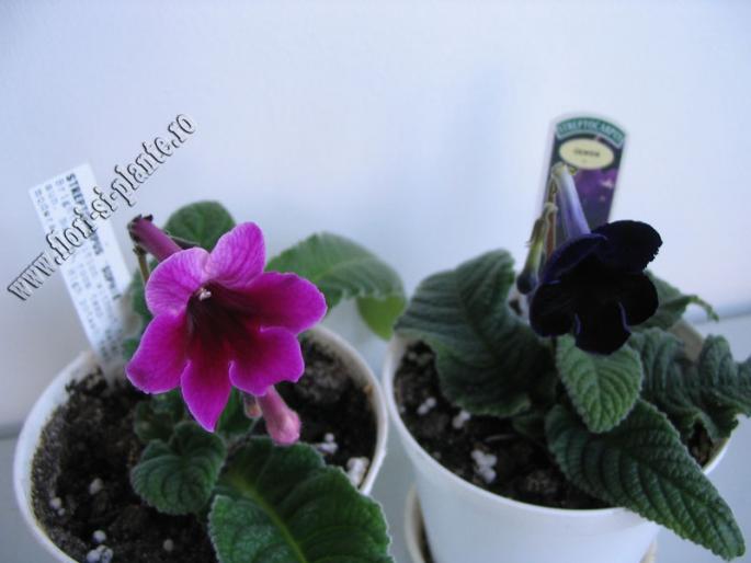 Streptocarpus sophie si olwen