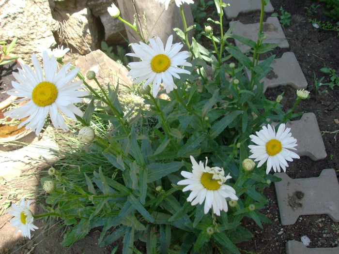 Margarete - Plante de gradina 2010