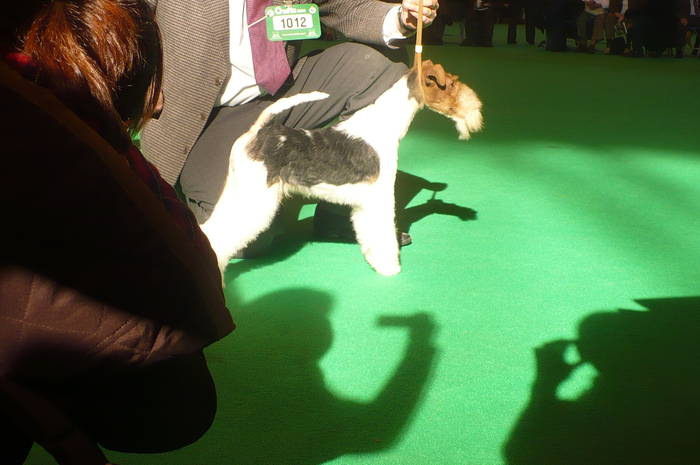P1050518 - crufts 2009 smooth fox  and wire