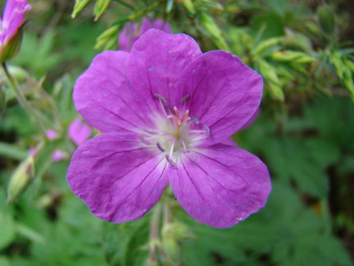 DSC03778 - Concediu 2009