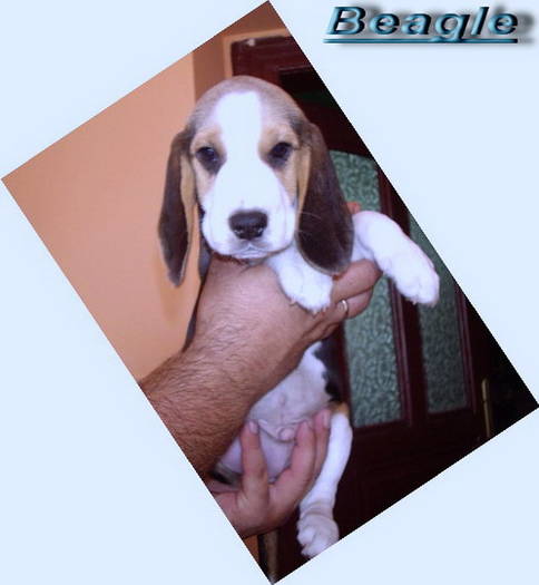 Beagle; mascul 2 luni
