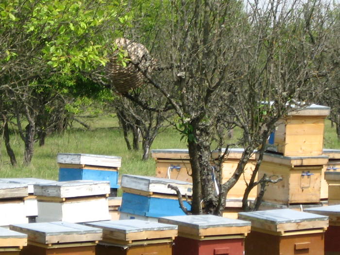 IMG_3475 - salcim I si II 2009