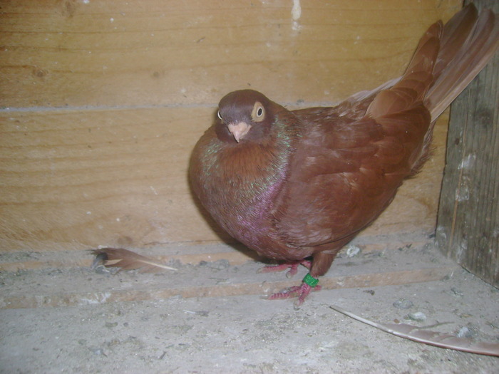 pozedecembrie 2009 093 - poze decembrie 2009