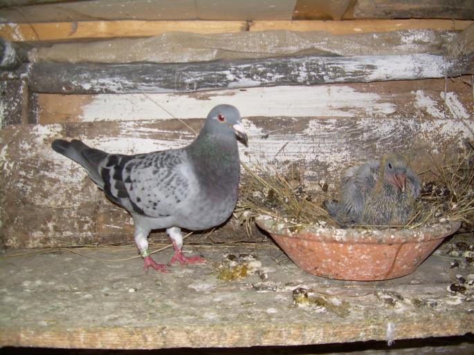 Porumbeii mei 119; picioare strambe(fica din janssen100%)
