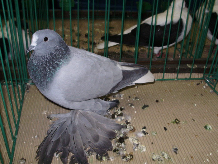 9507 codalb ceh 1 - 1507 partea 4