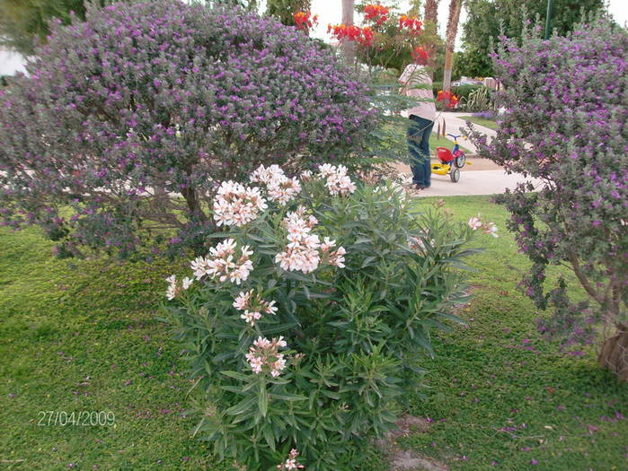 HPIM1468mic; Leandru roz
