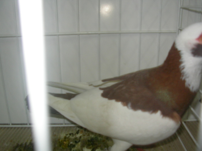 SANY0238 - poze expo 2009