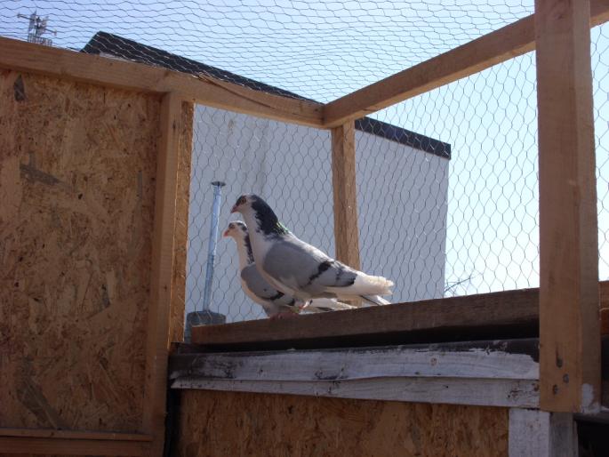 SN851816 - poze zburatorii