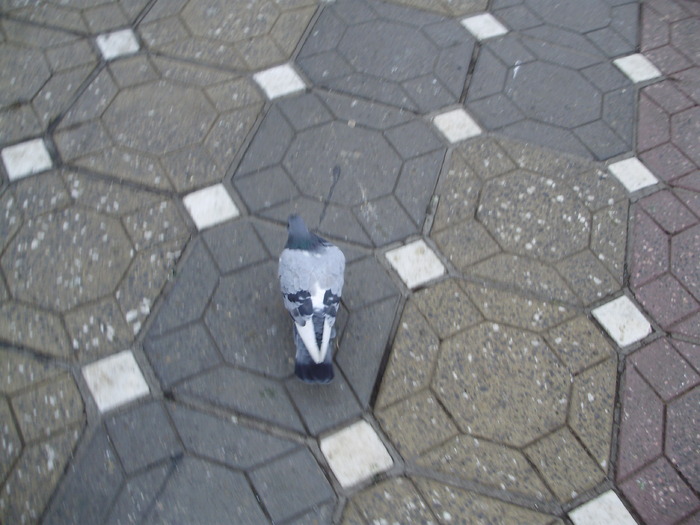 P9040057 - 18g Timisoara