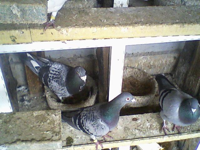 Fotografii-0018.Jw - Copy (3) - Porumbeii mei calatori