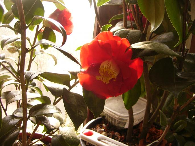 camelia japonica