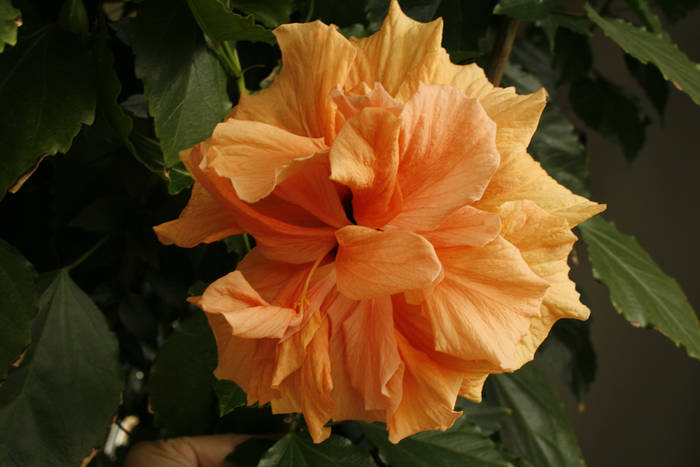 Hibiscus