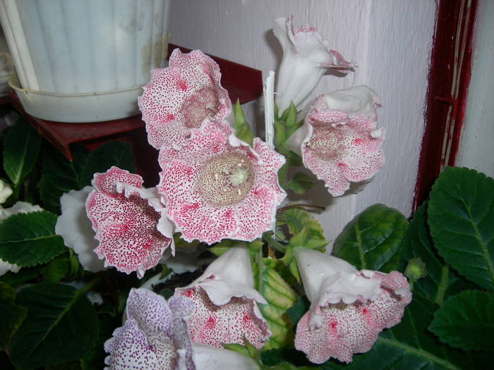 Tigrina red