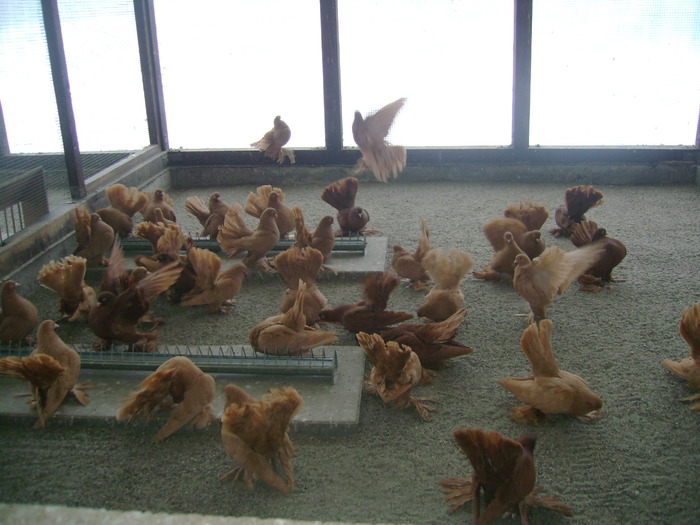 Rostower Positurtummler Silber 051