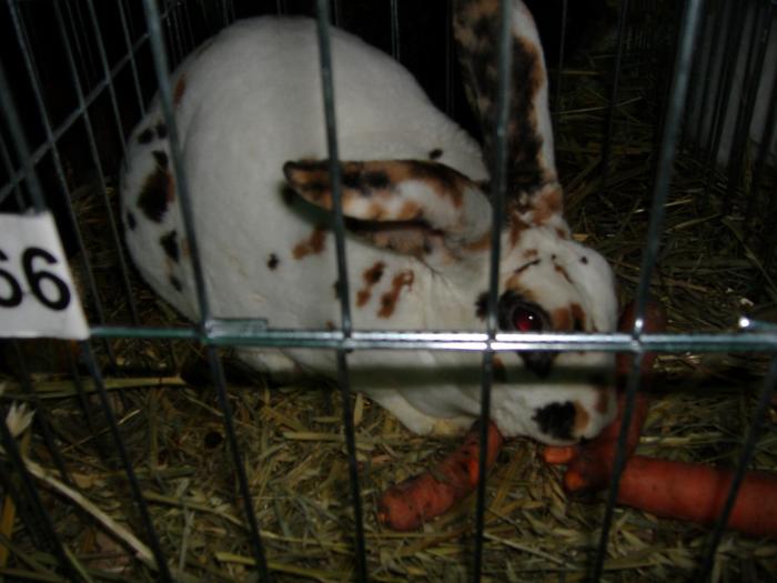 DISZNOVAGAS KEPEK 242