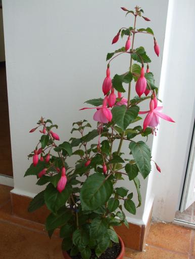 DSCF1299 - fuchsia